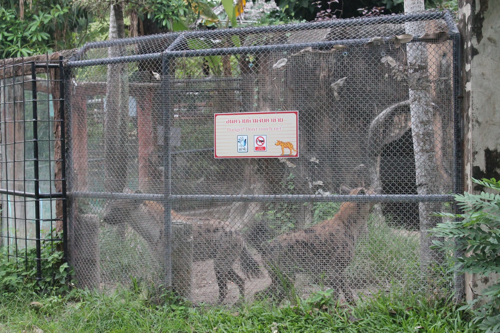 Spotted Hyaenas