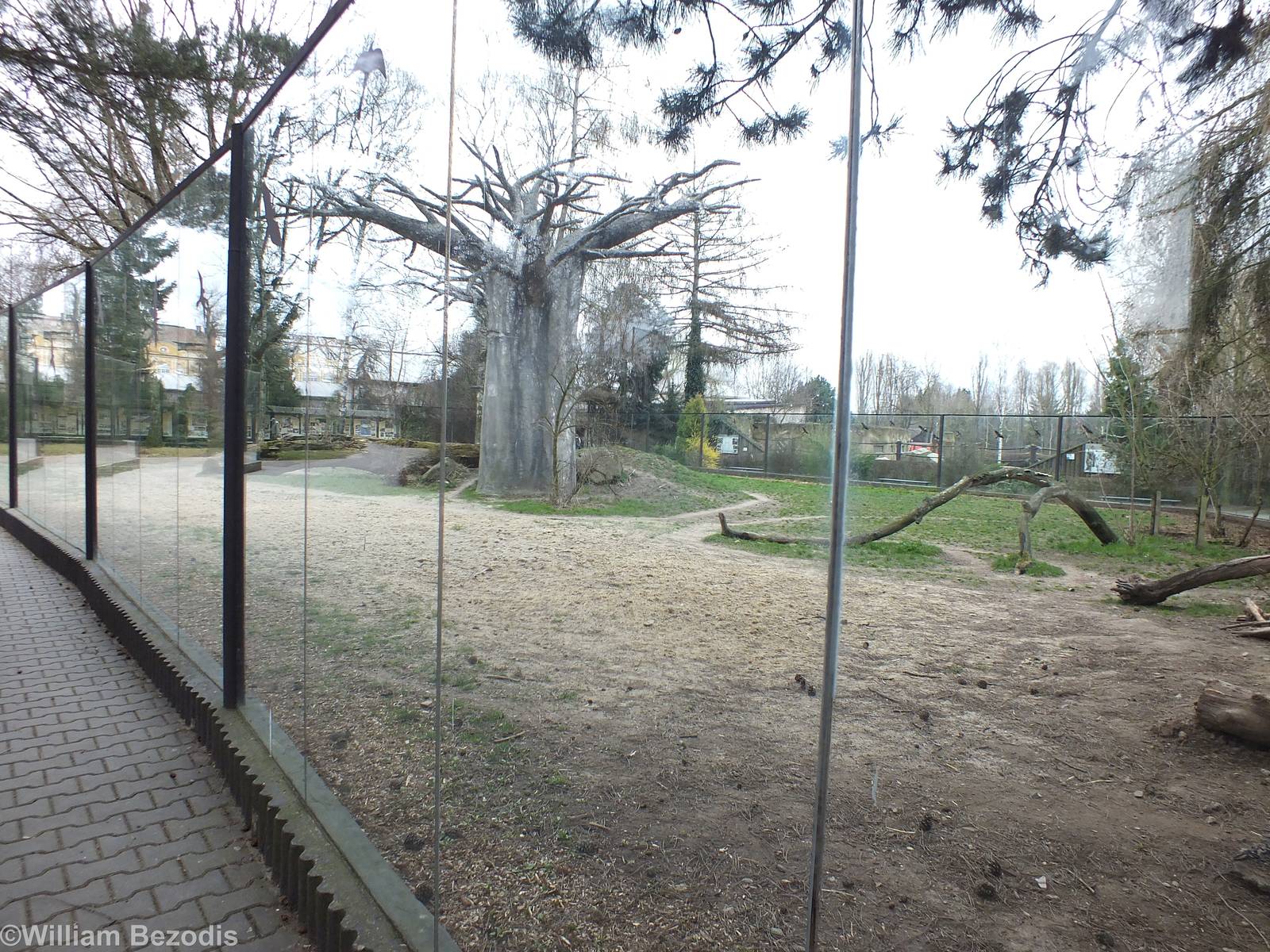 Spotted Hyeana Outdoor Area