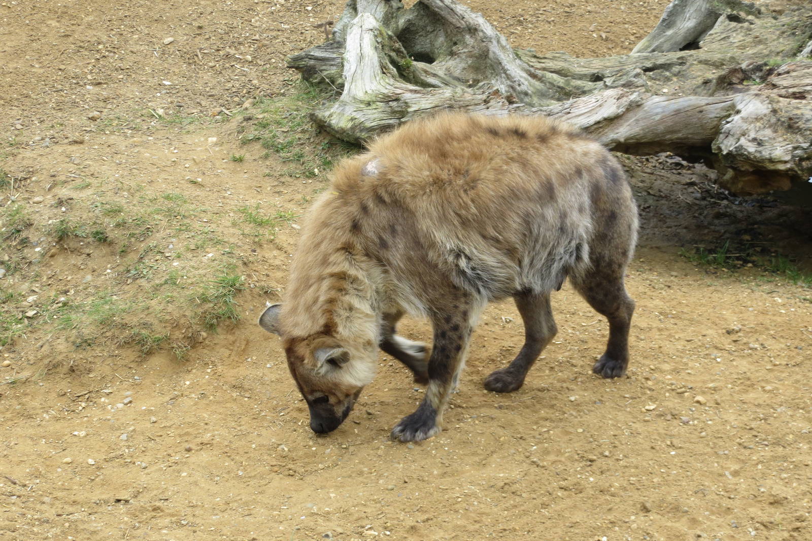 spotted hyena 020313
