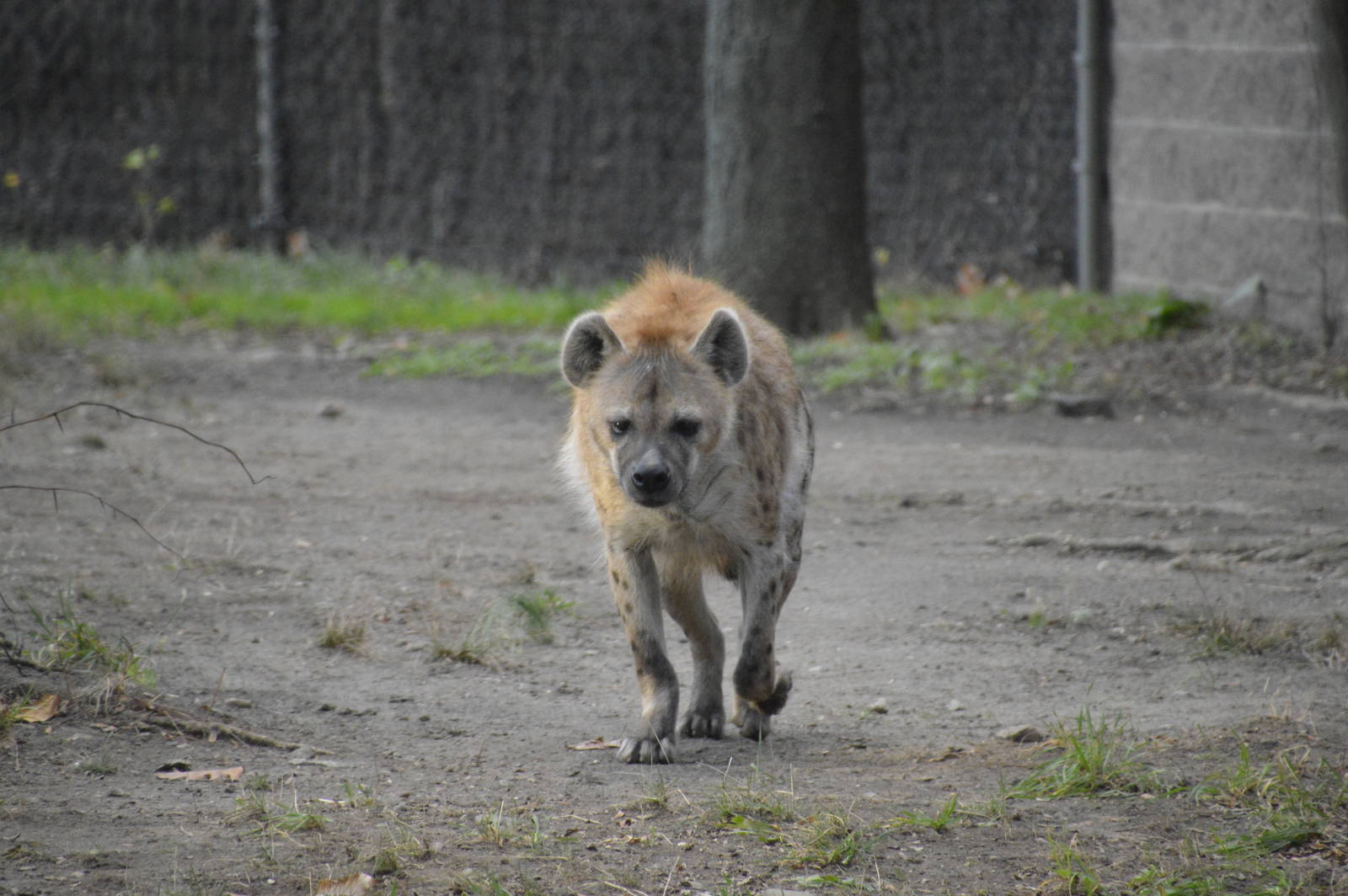 Spotted Hyena 031215