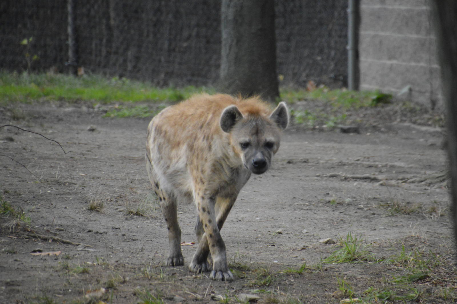 Spotted Hyena 031215