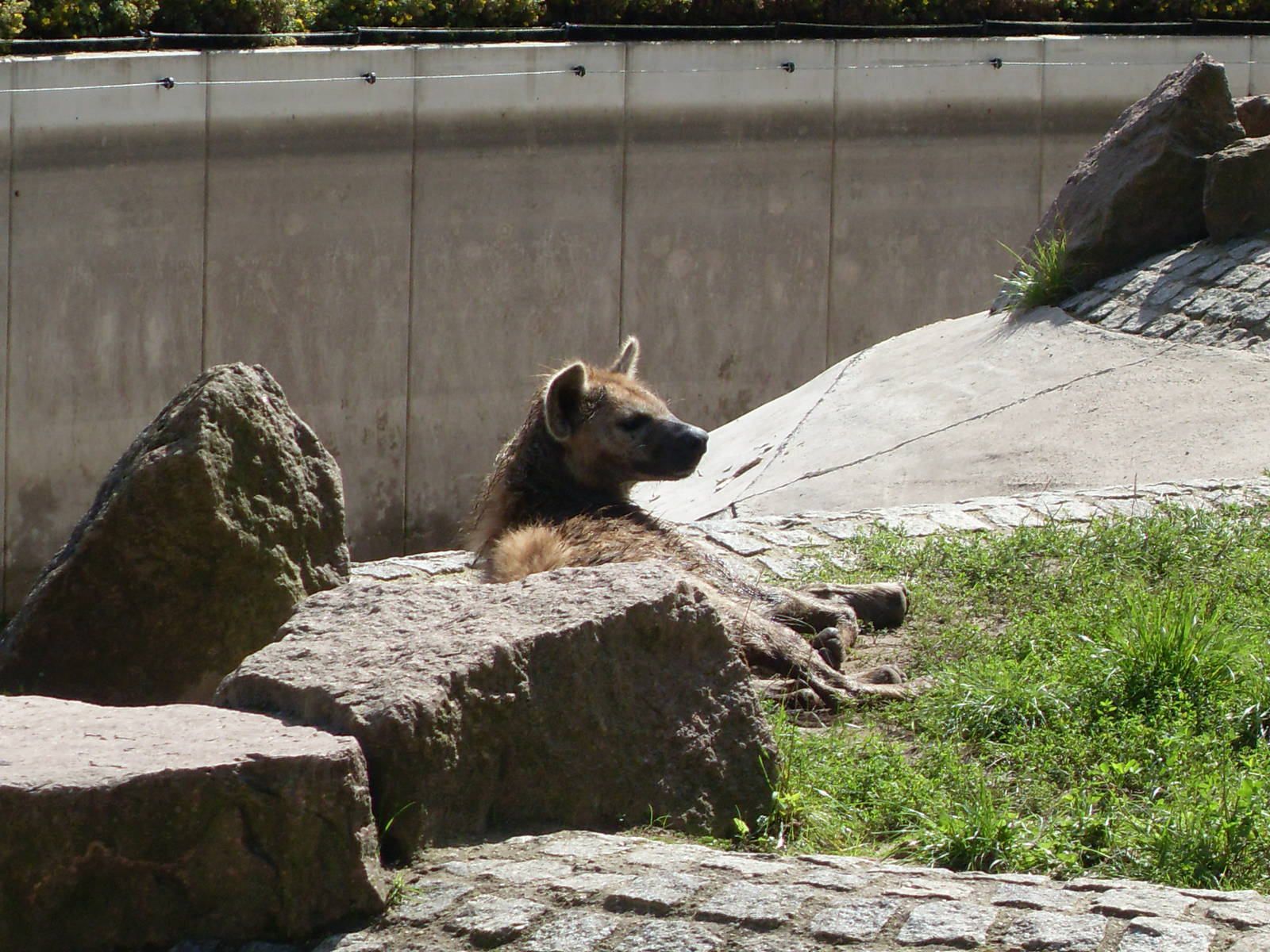 spotted hyena 050910
