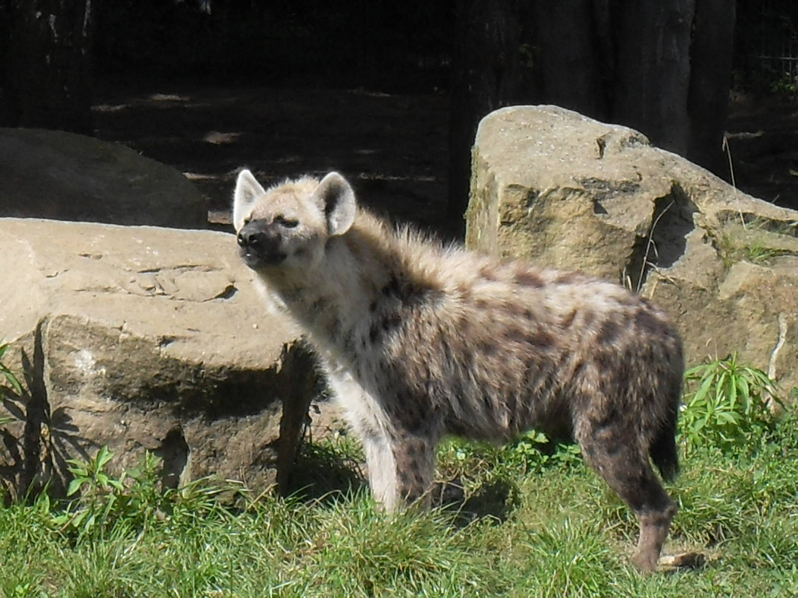 spotted hyena 050910