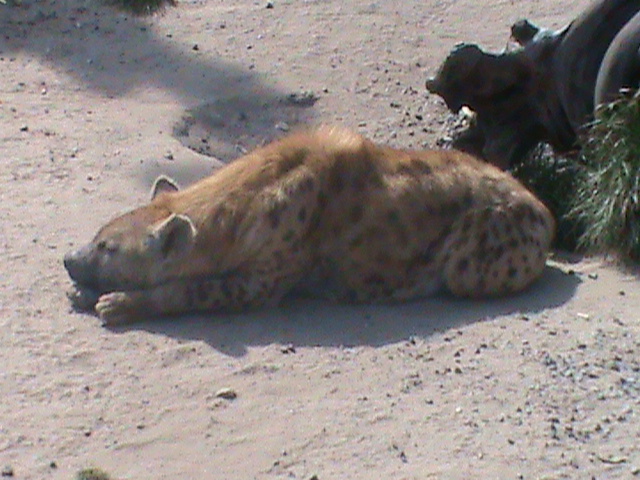 spotted hyena 070511