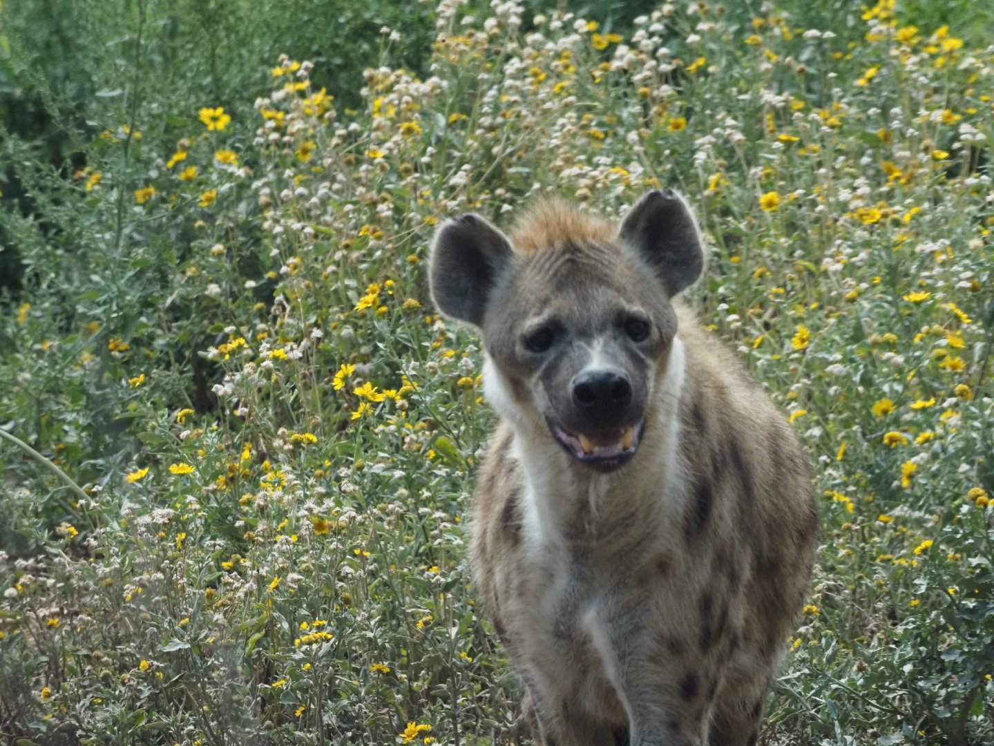 Spotted Hyena 1