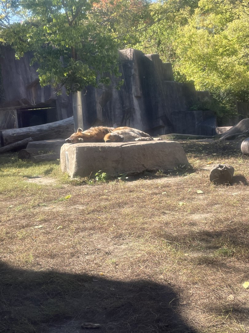 Spotted Hyena (10/7/23)