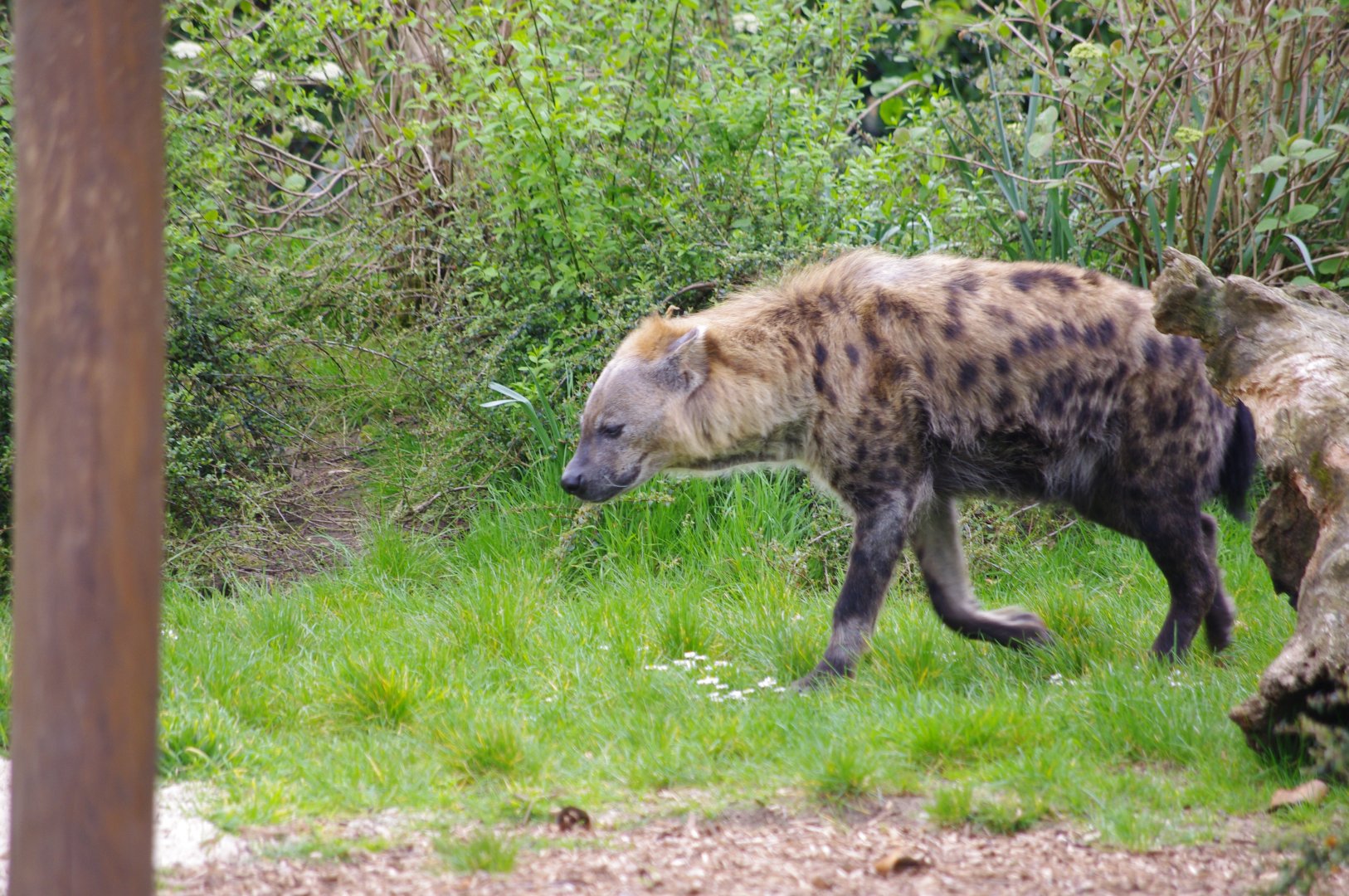 Spotted Hyena- 11/4/2024
