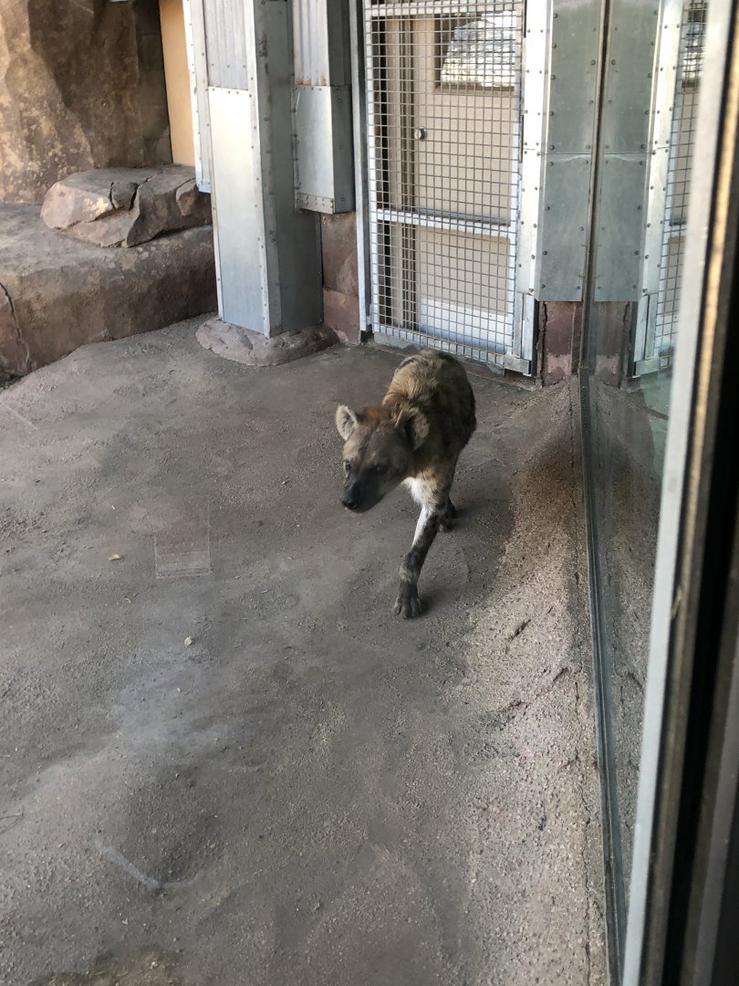 Spotted Hyena 2-24-2020