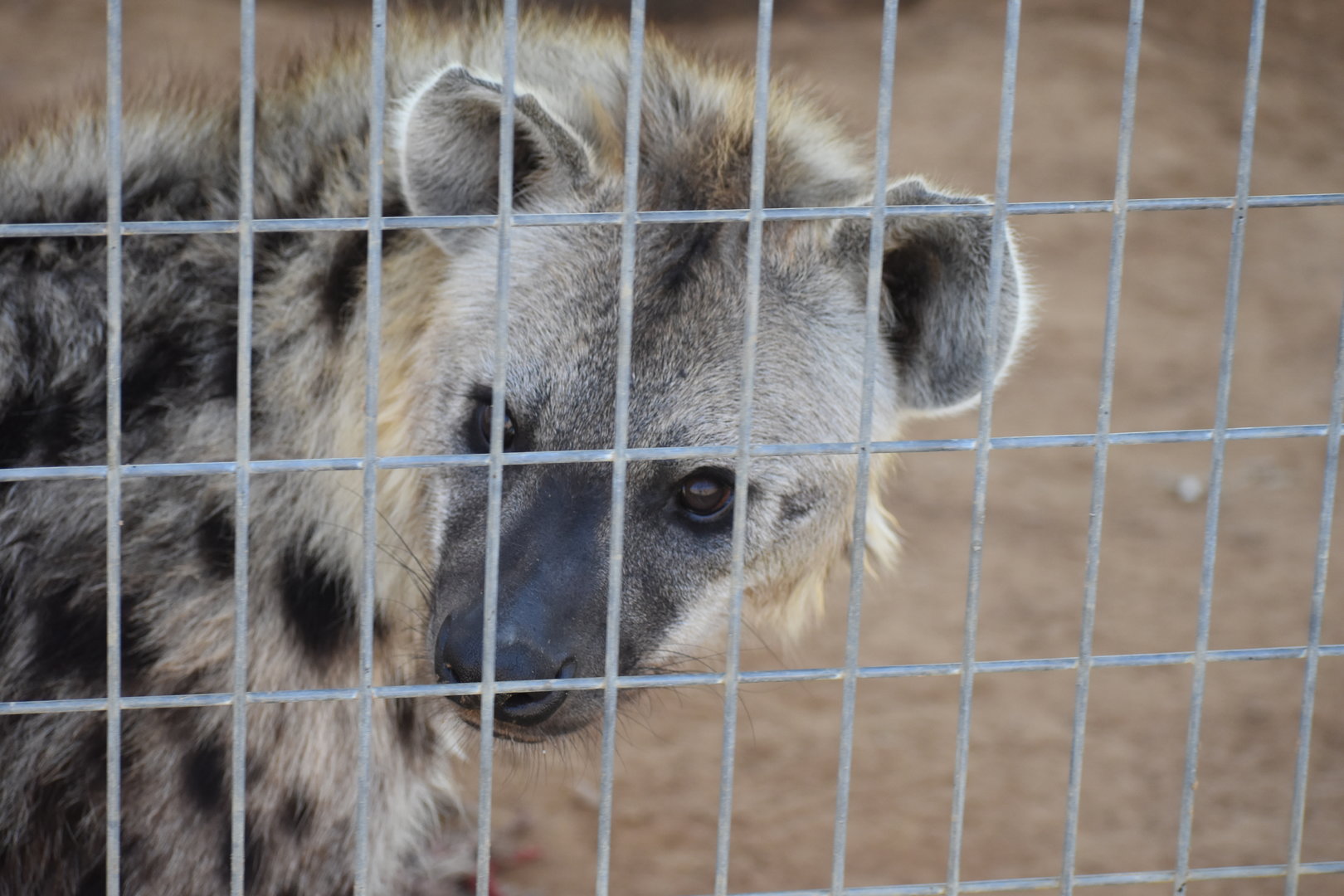 Spotted Hyena 2