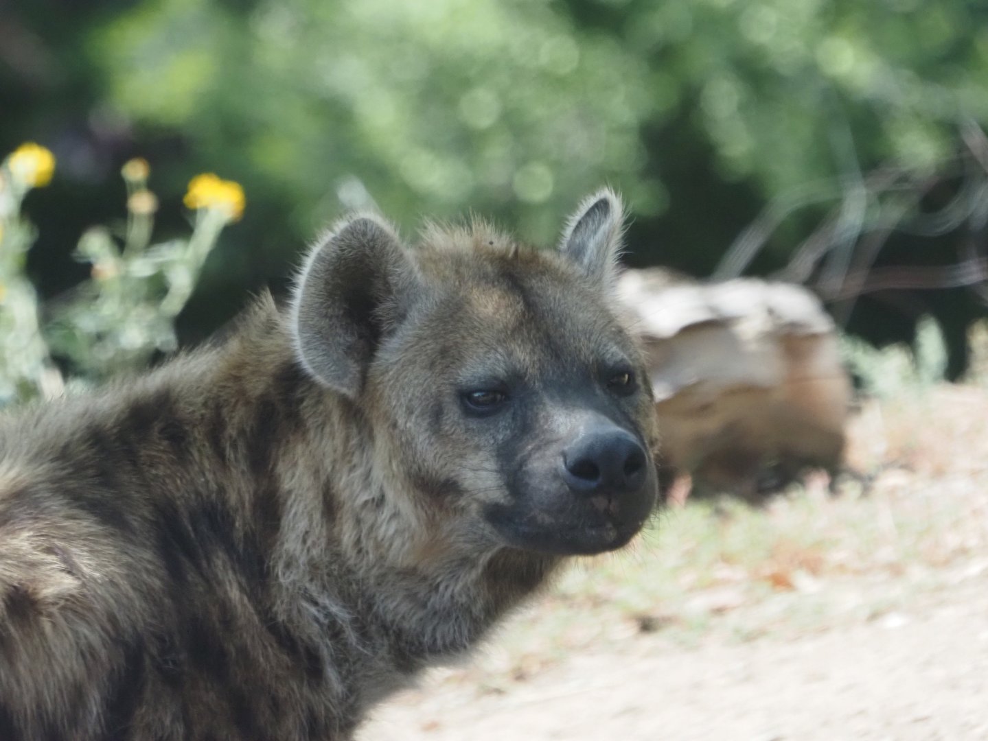Spotted Hyena 2