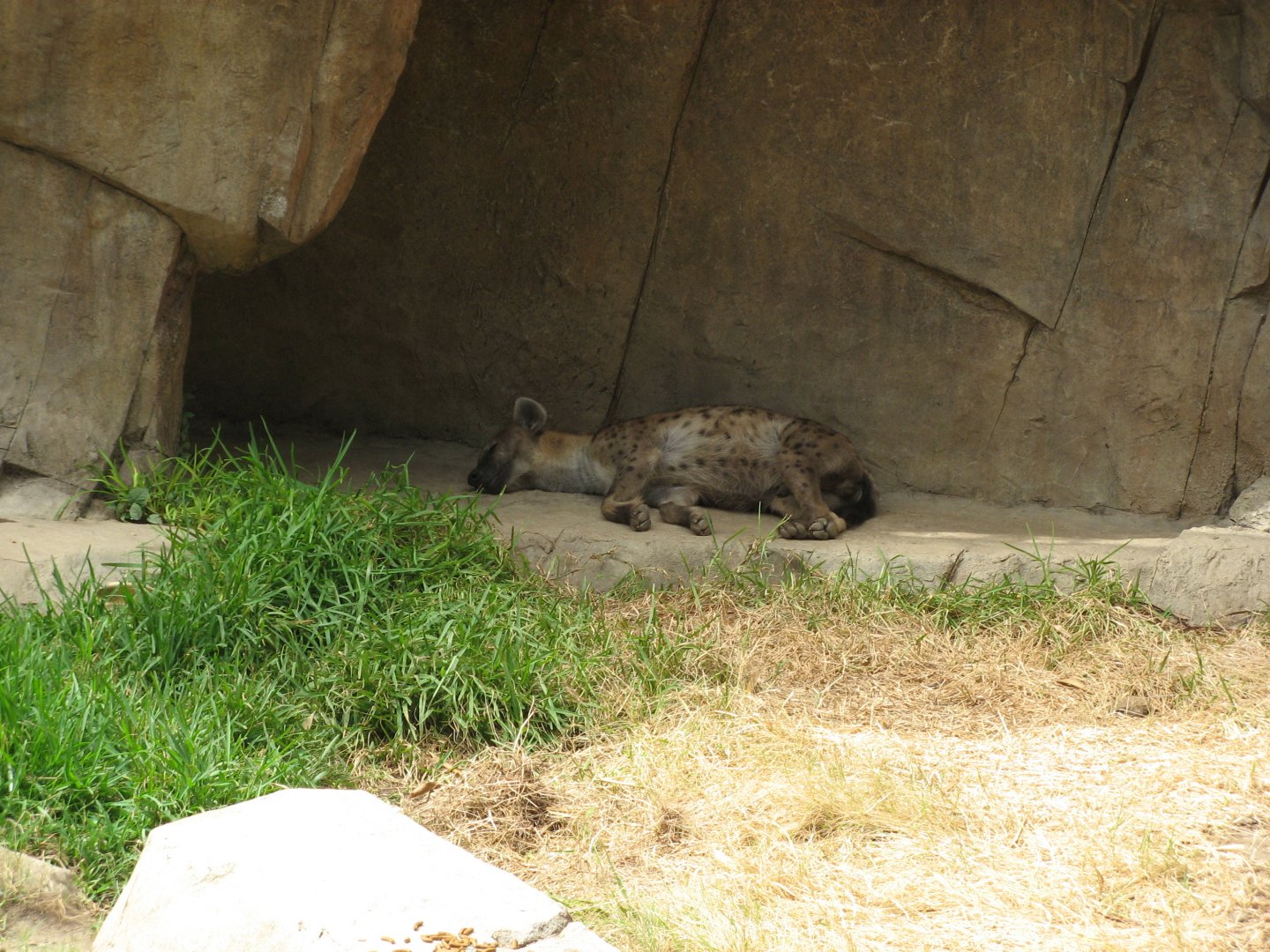 Spotted Hyena (2008)