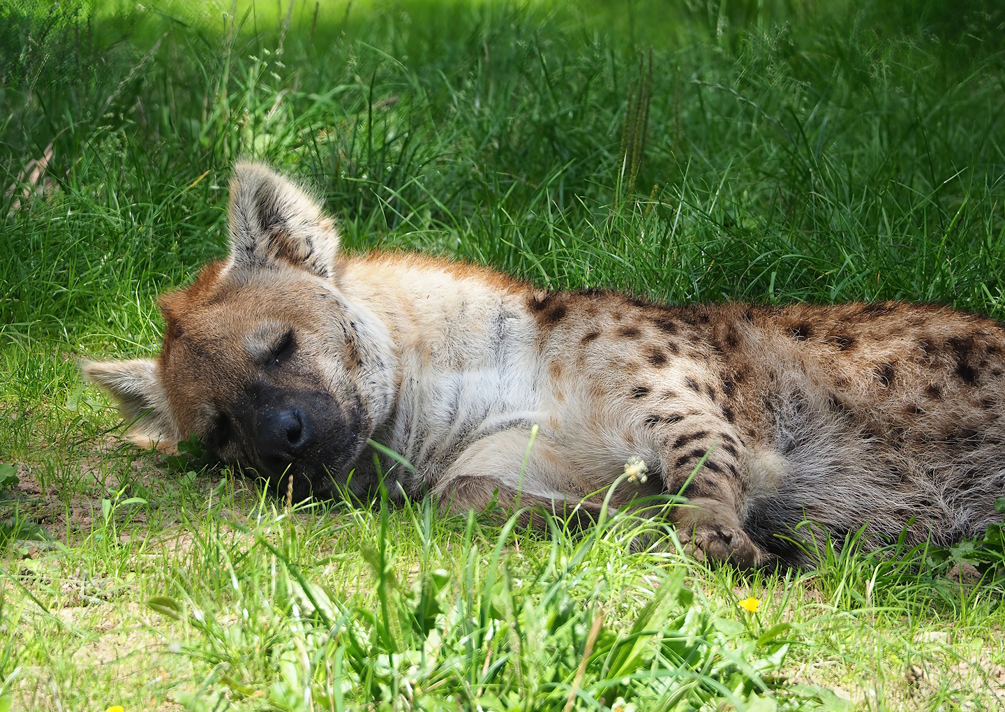 Spotted hyena (2023-08-15