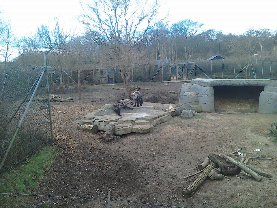 Spotted Hyena - 21/02/15