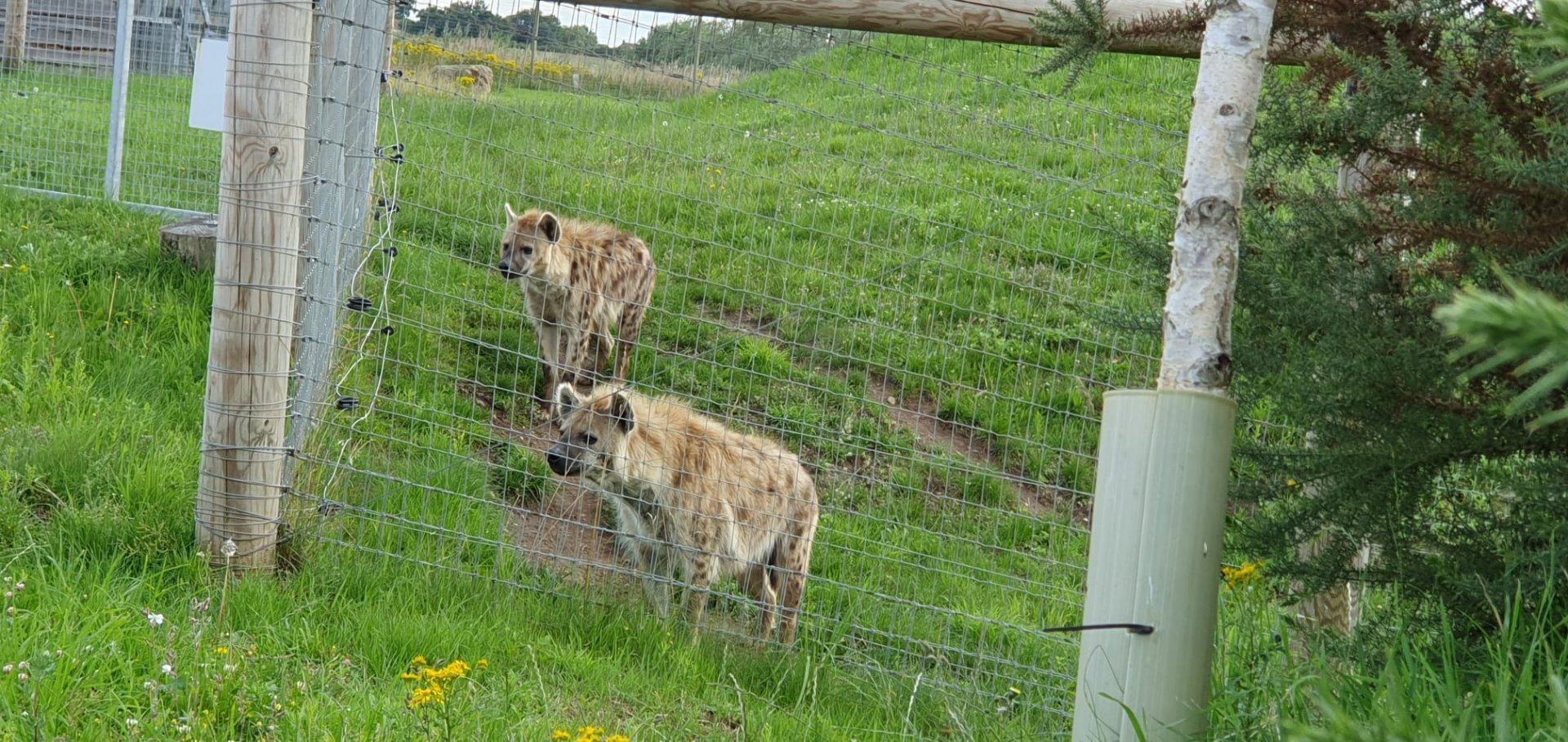 Spotted Hyena 25/7/23