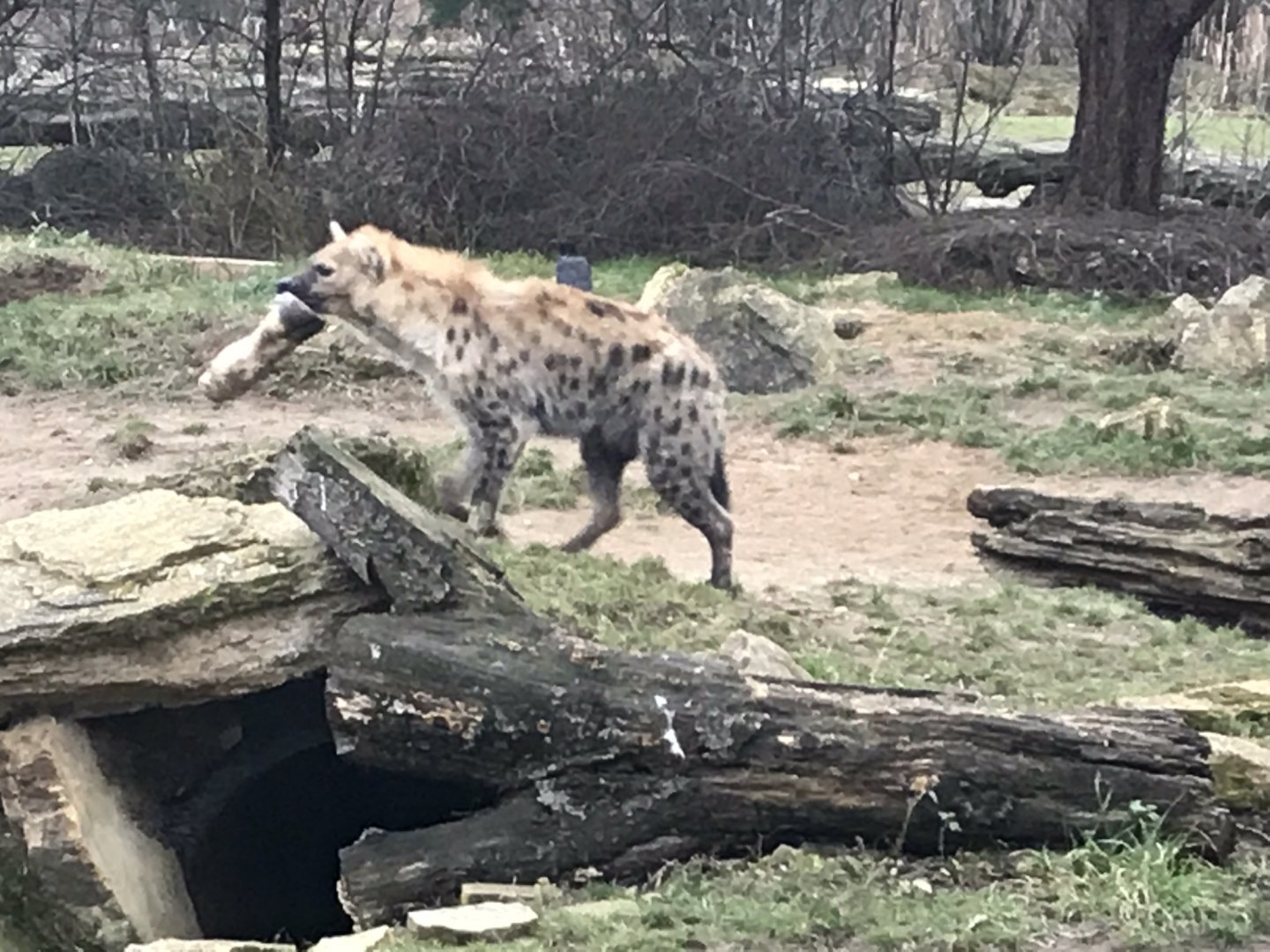 Spotted hyena 280118