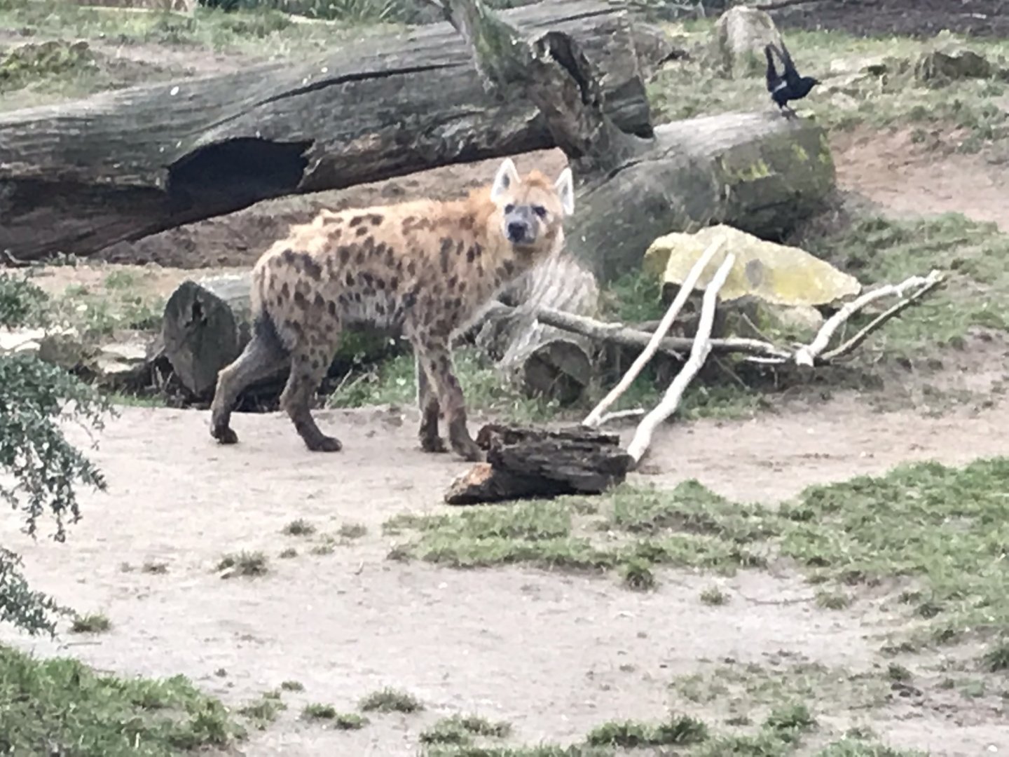 Spotted hyena 280118