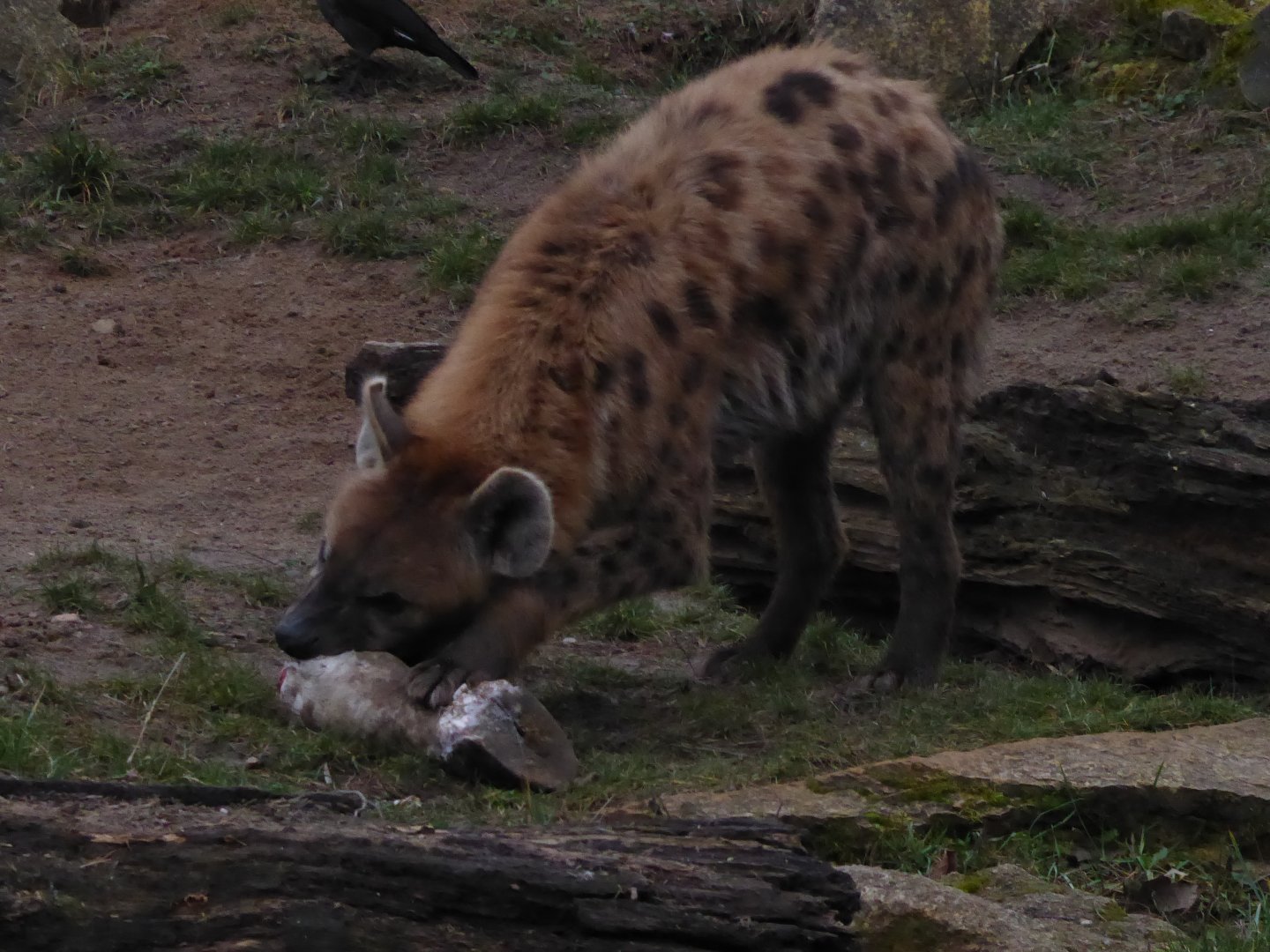 Spotted hyena 280118