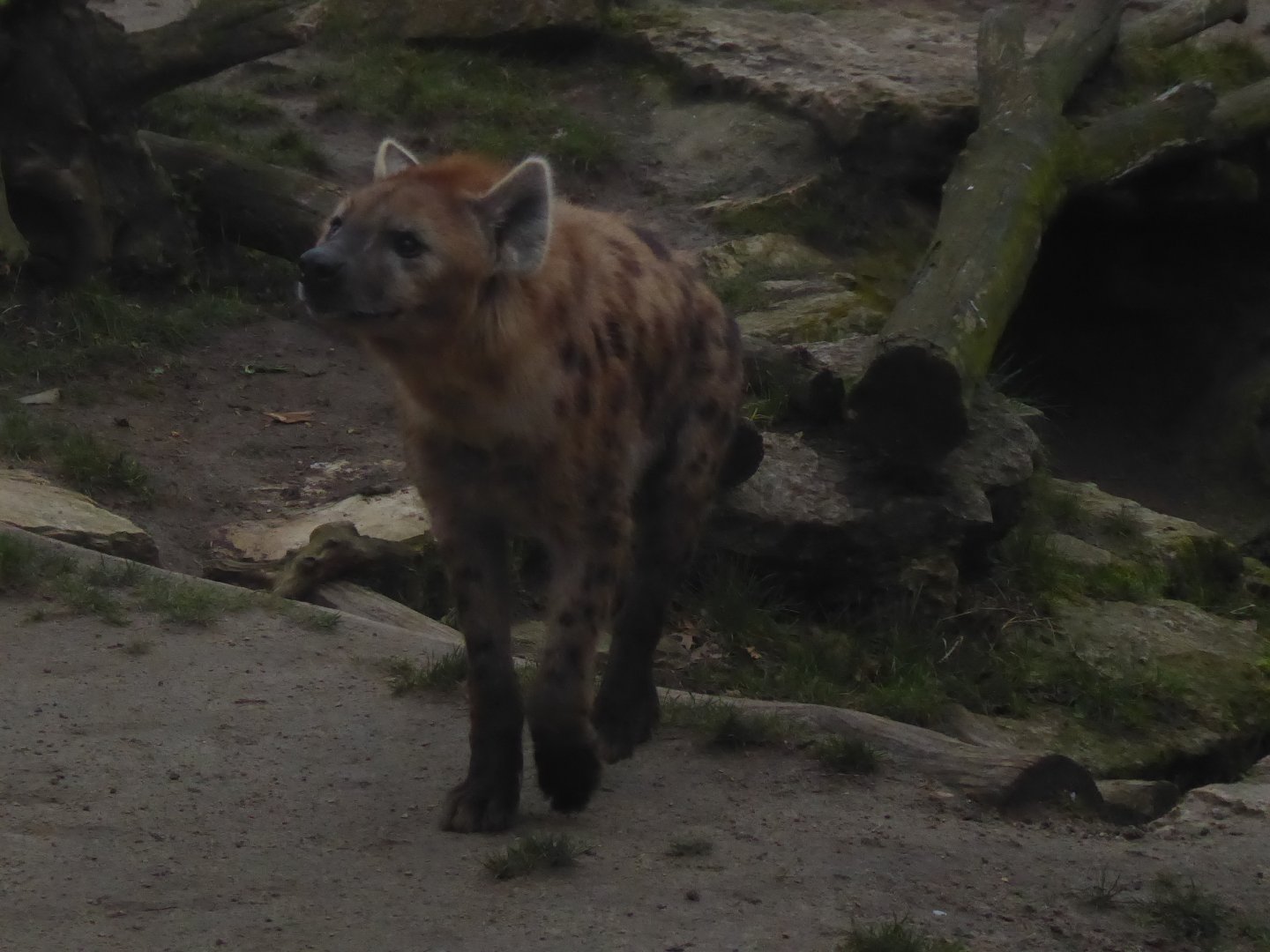 Spotted hyena 280118