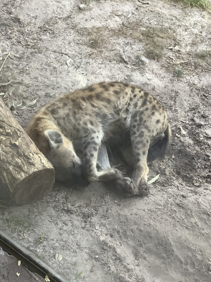 Spotted Hyena 3/21/24