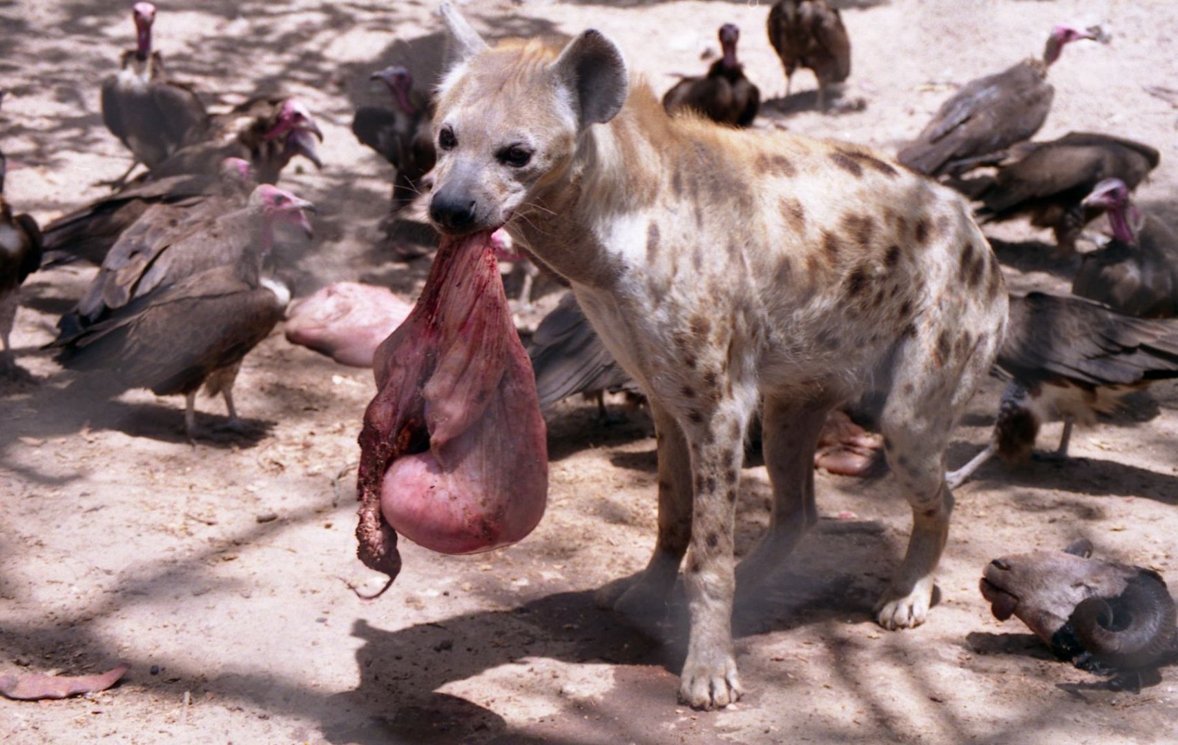 Spotted hyena, Abuko Nature Reserve 1996
