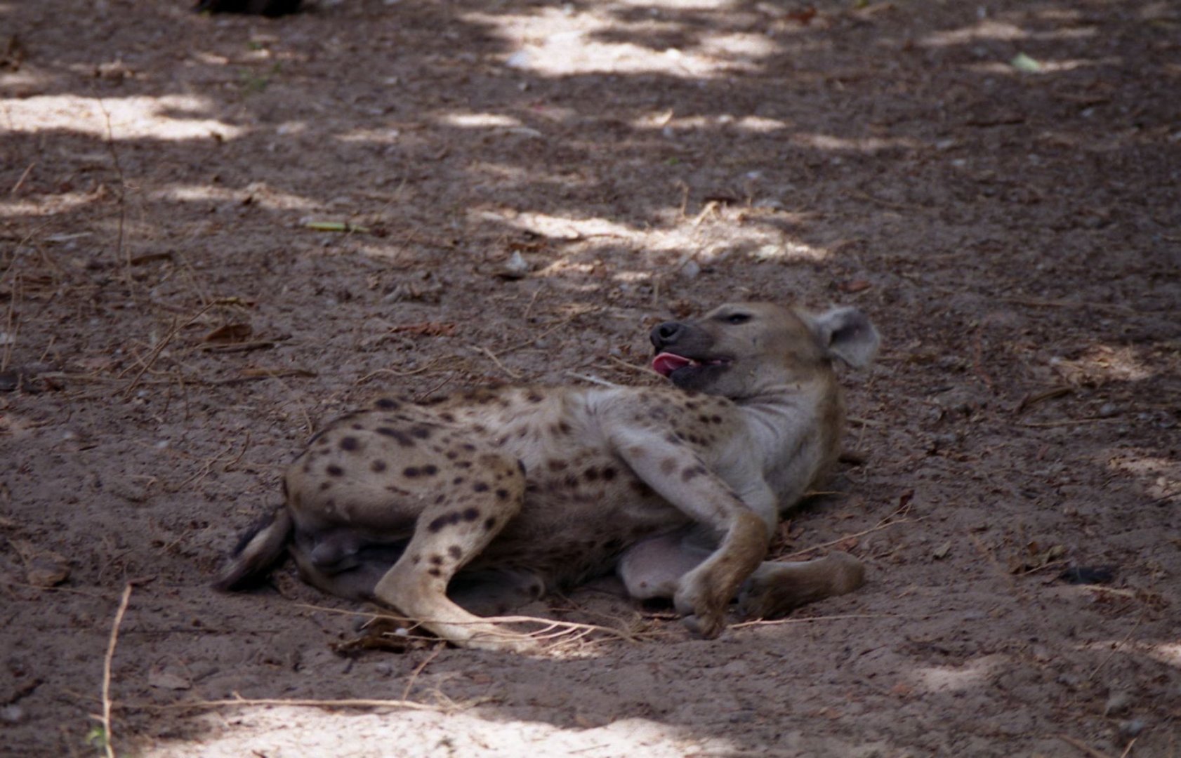 Spotted hyena, Abuko Nature Reserve 1996