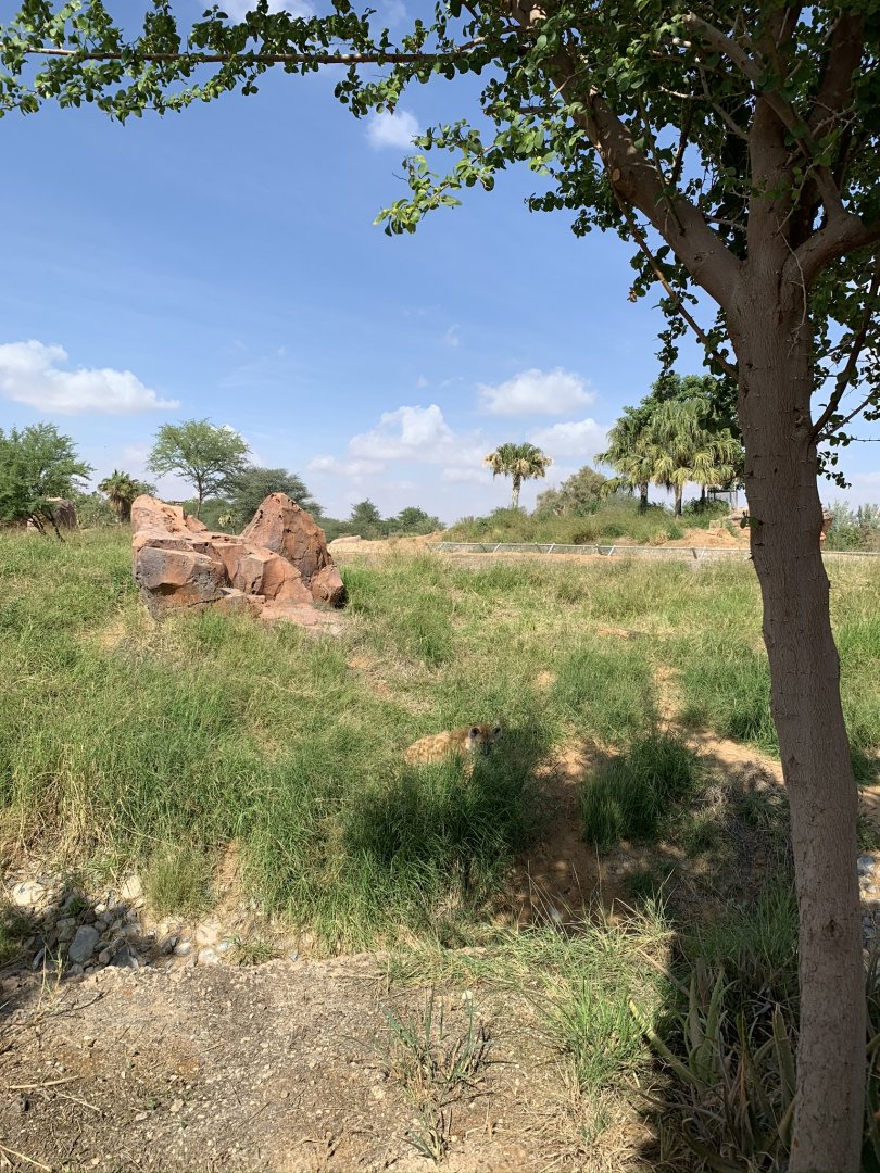 Spotted hyena and exhibit