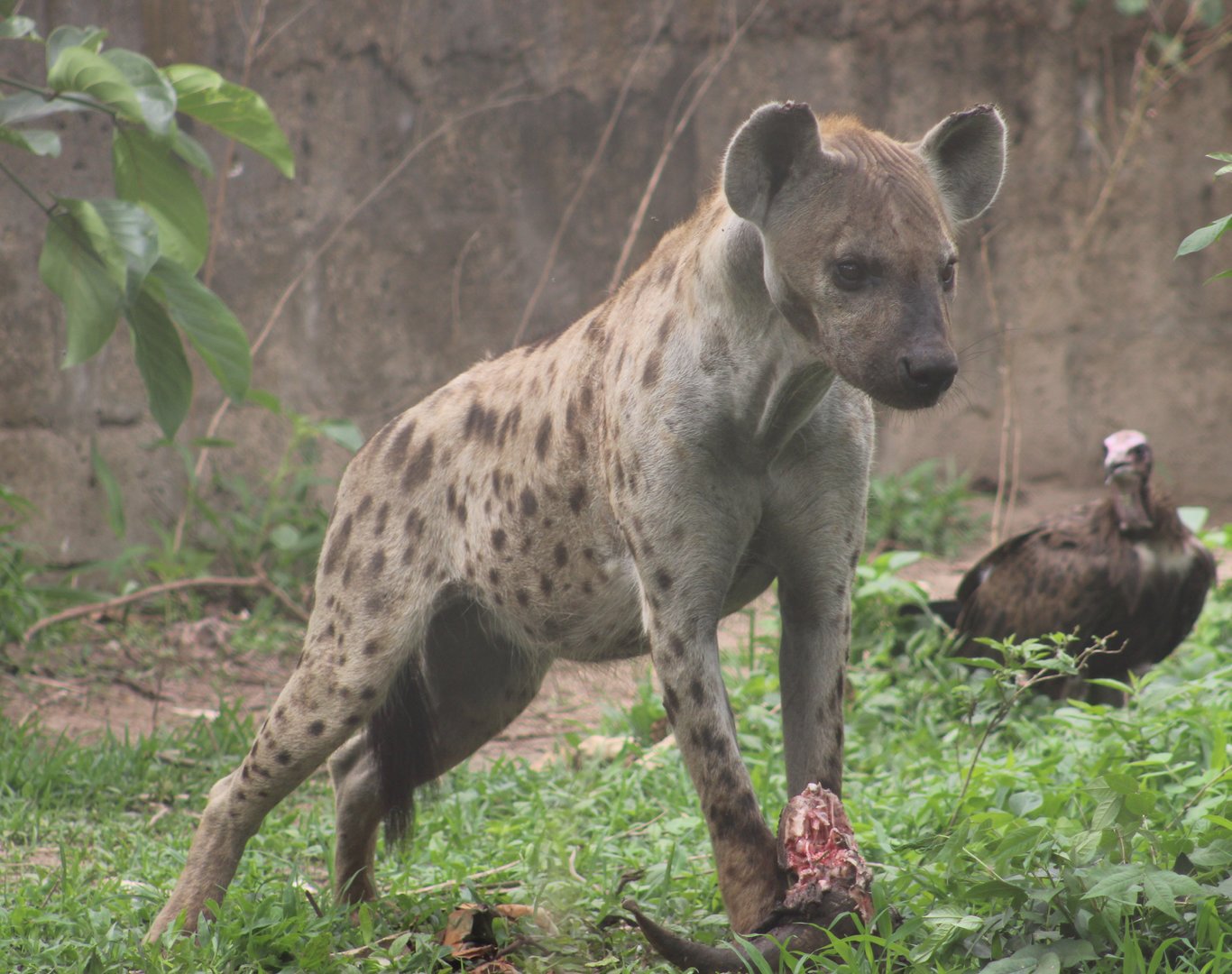 Spotted hyena ( and Hooded vulture )