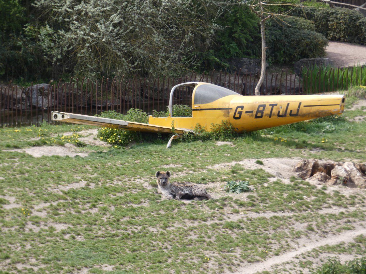 Spotted Hyena and plane