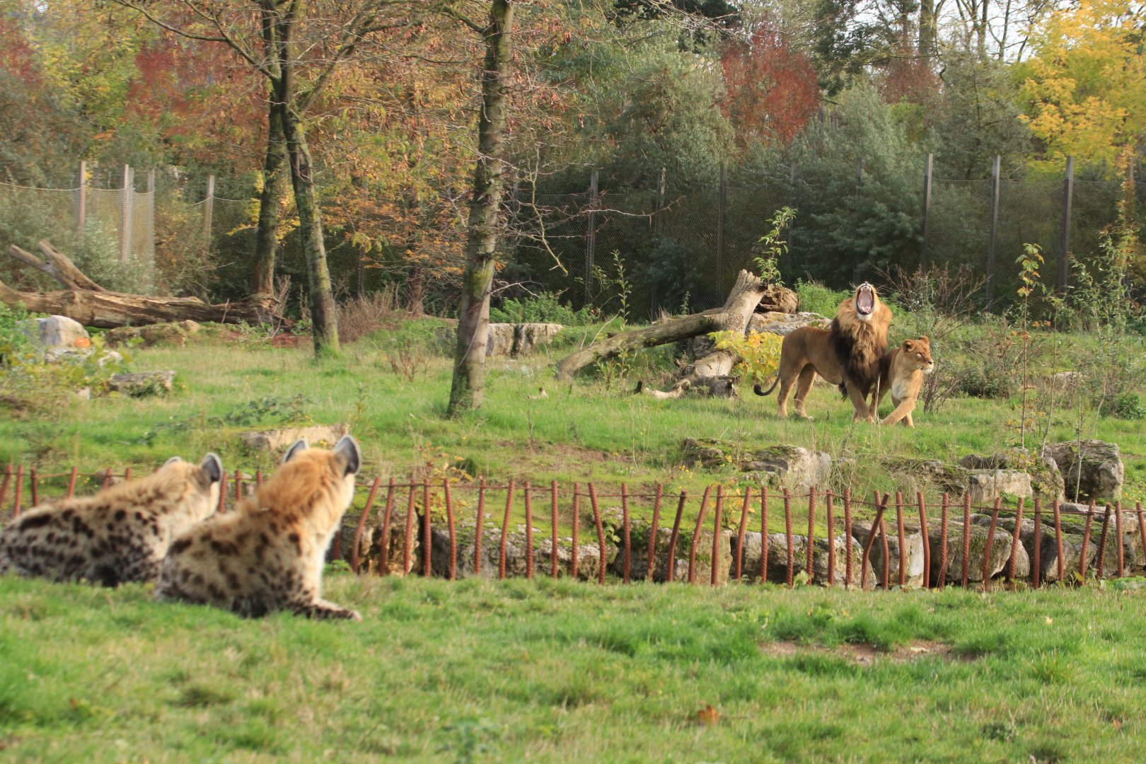 Spotted hyena and roaring african lion (November 2019)