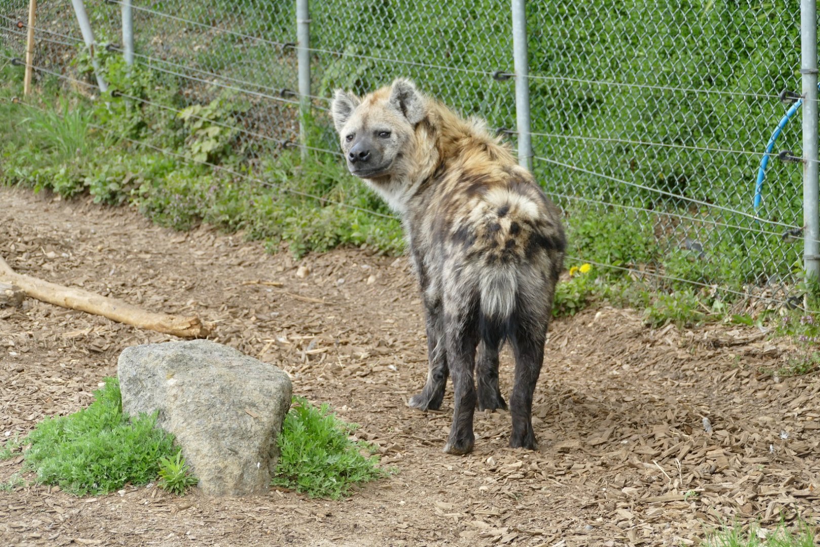 Spotted Hyena, April 2022