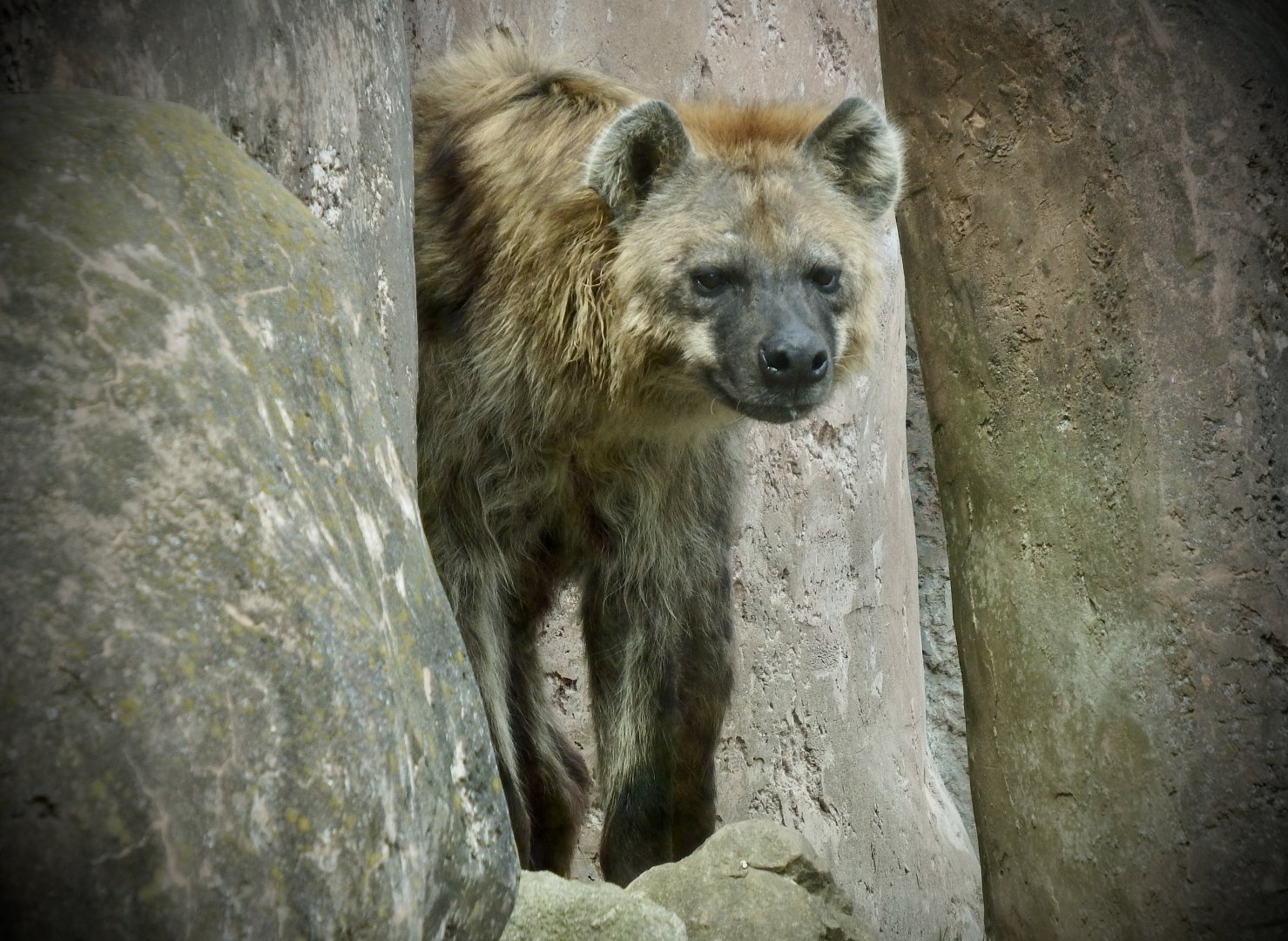 Spotted hyena - April 24, 2025