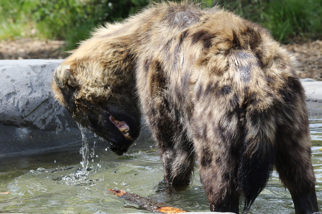 Spotted Hyena at Colchester Zoo 28/05/2017