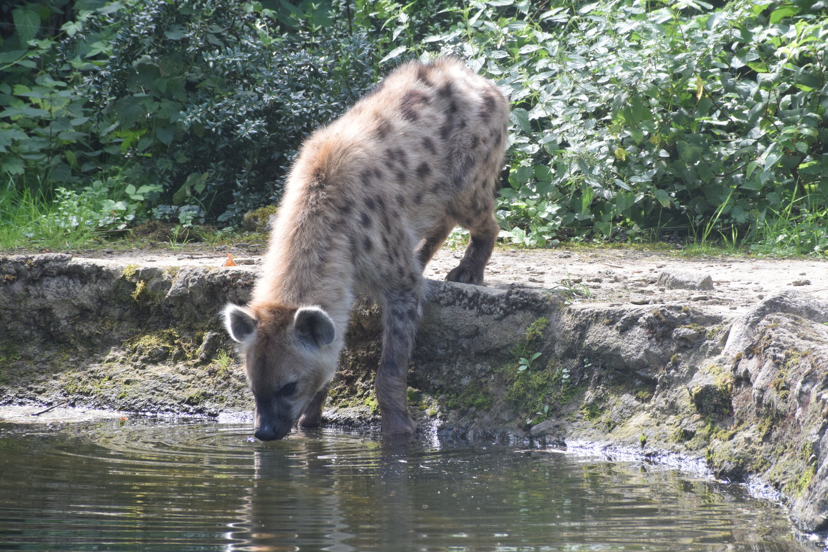 Spotted hyena - August 2023