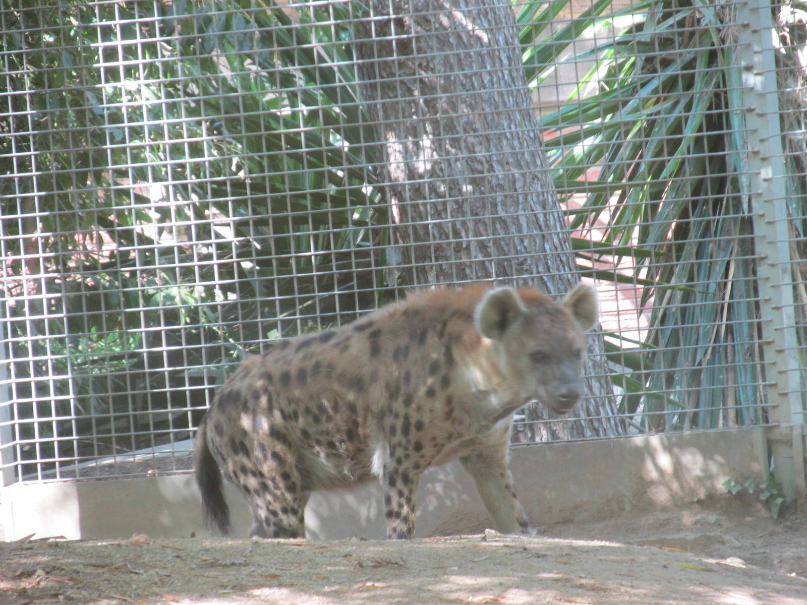 spotted hyena barcelona zoo