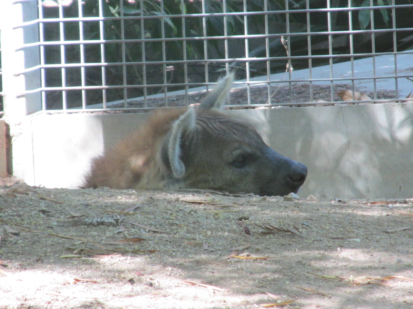 spotted hyena barcelona zoo