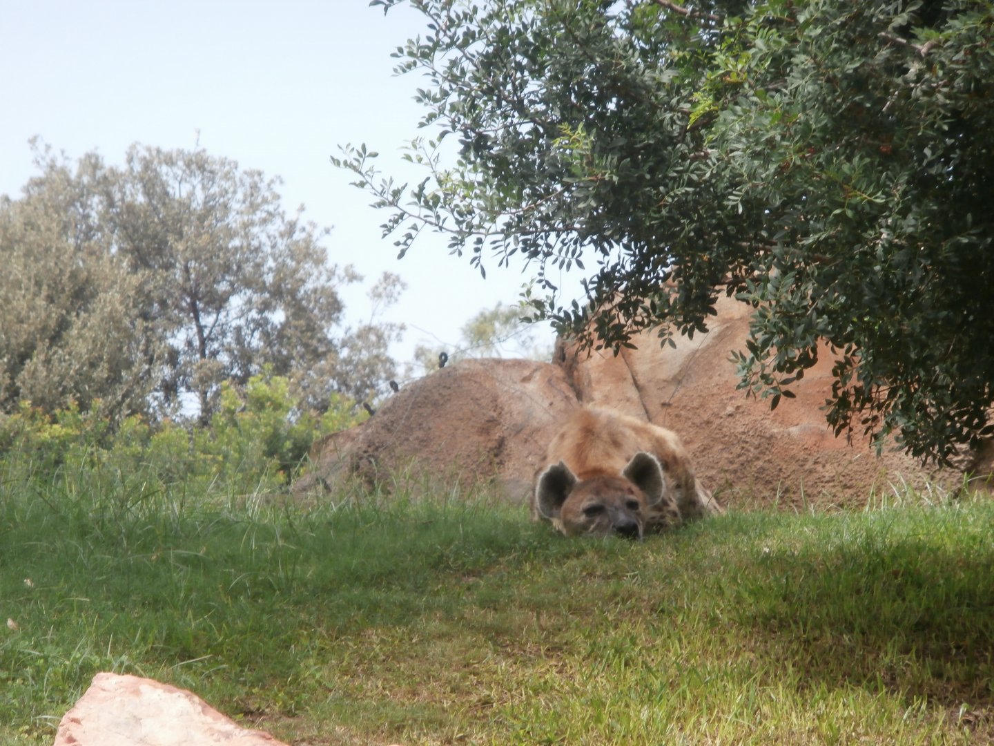 Spotted hyena -Bioparc Valencia (Summer 2017)