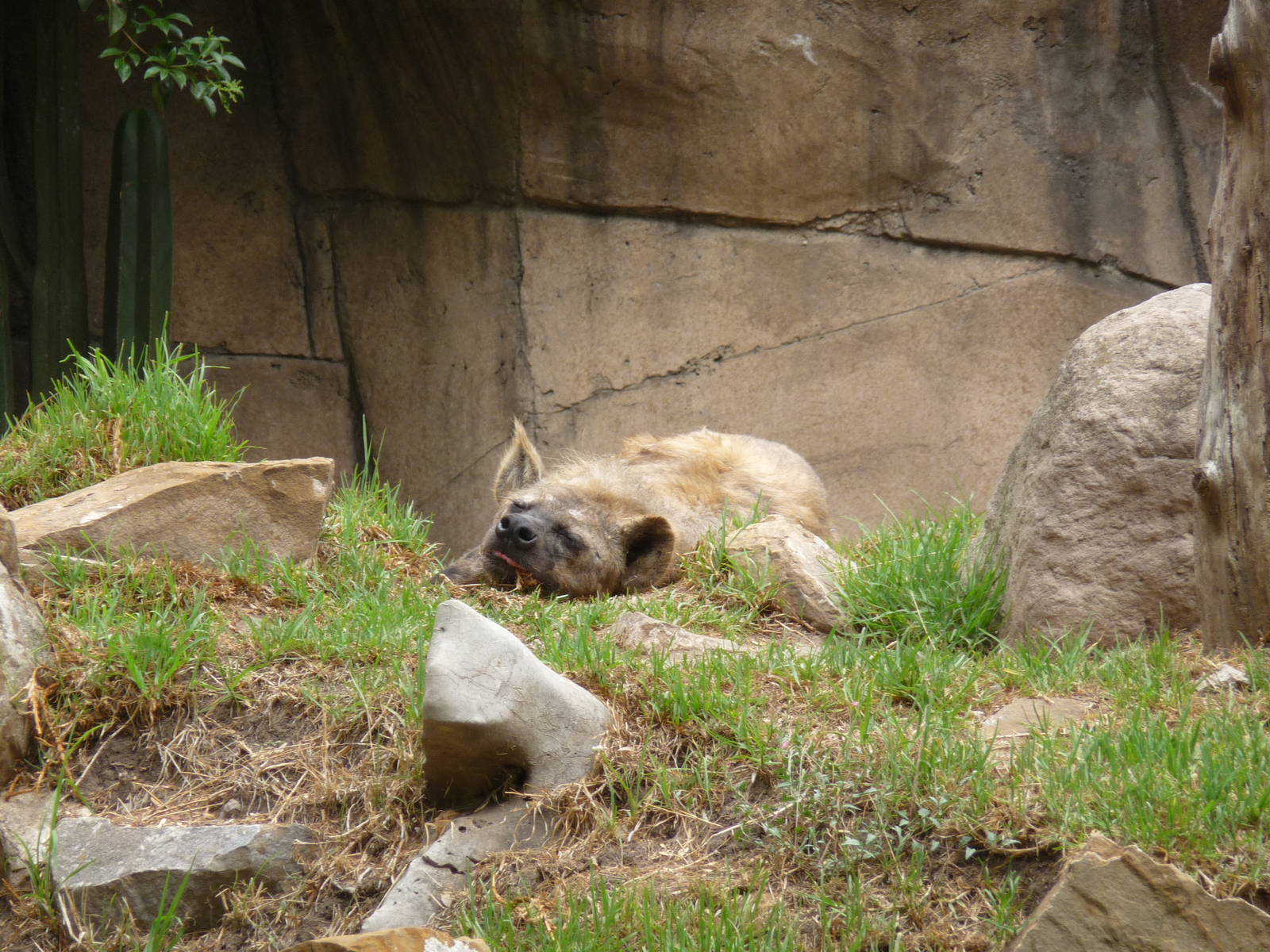 spotted hyena chapultepec zoo