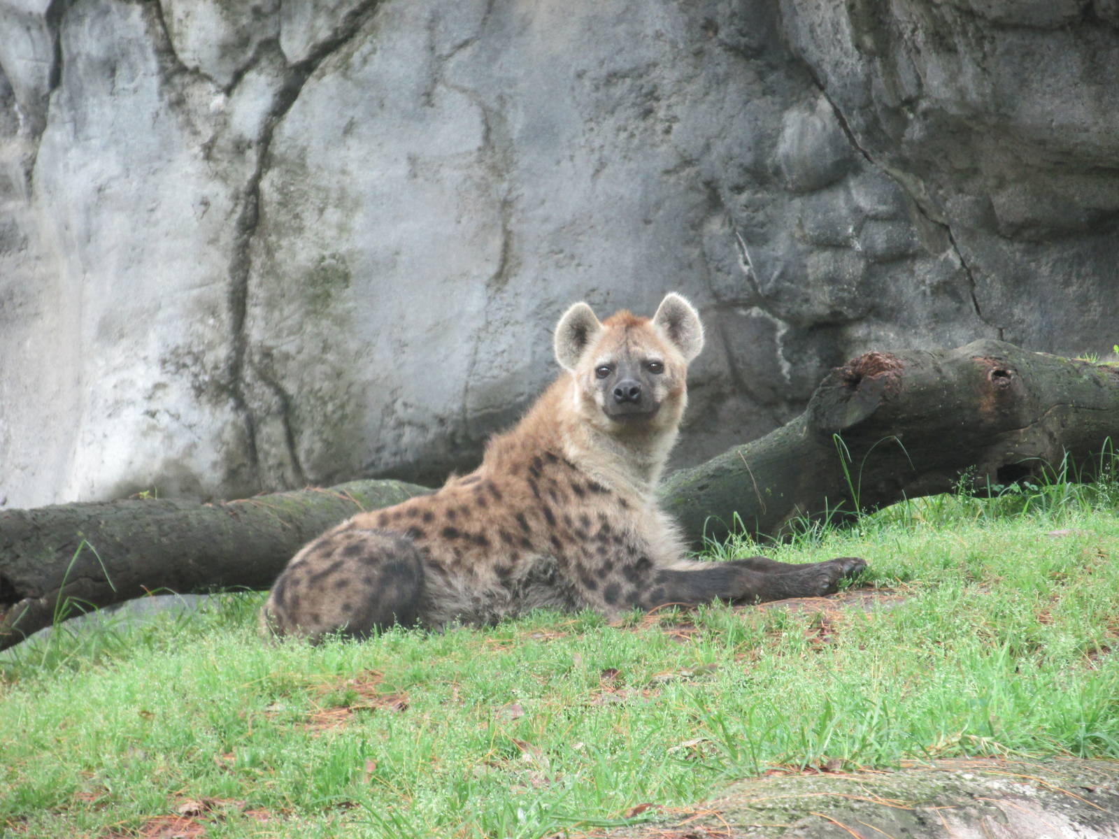 spotted hyena chapultepec zoo