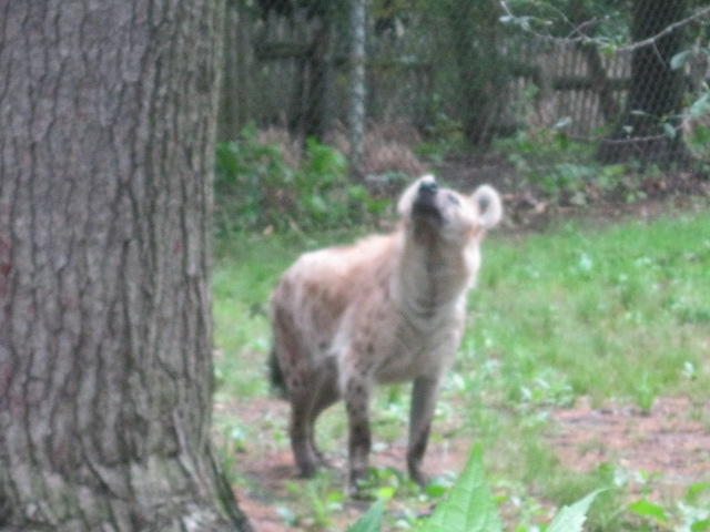 Spotted Hyena Checking out a Squirrel