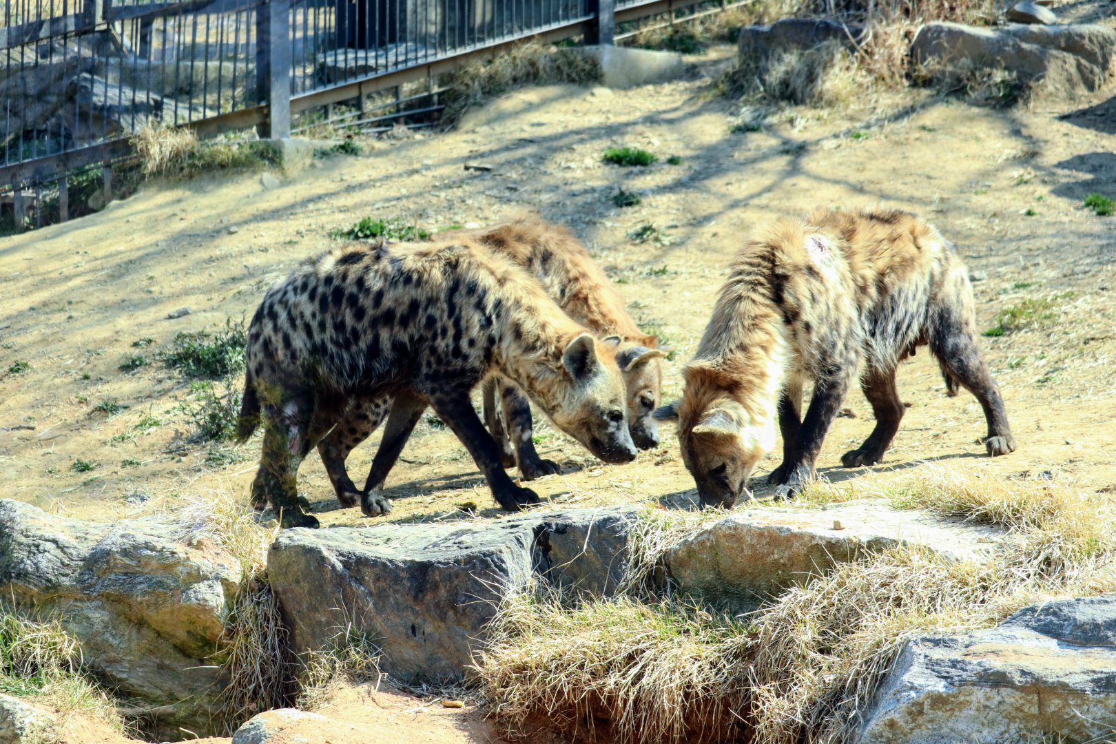 Spotted Hyena clan