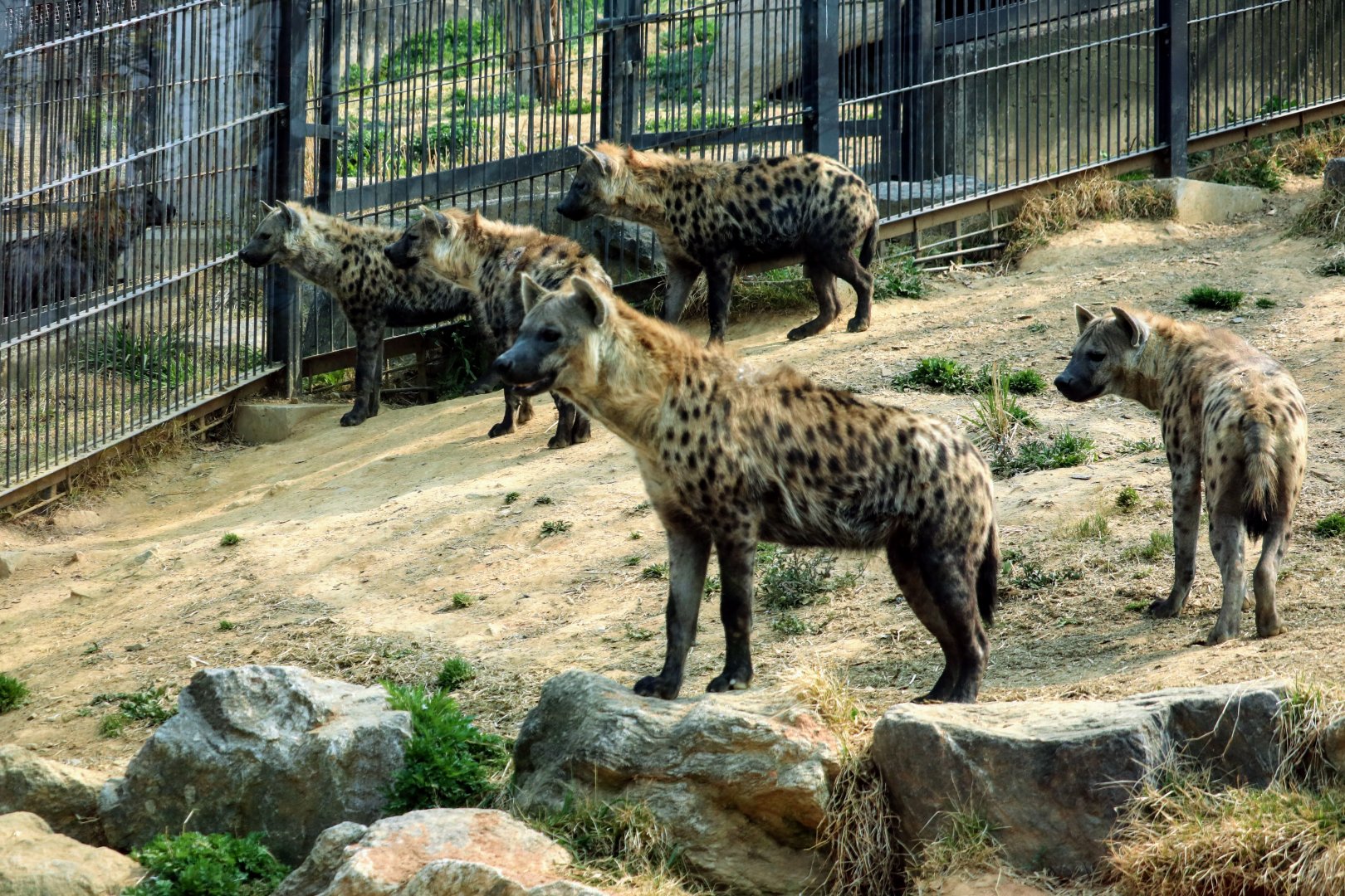 Spotted Hyena clan