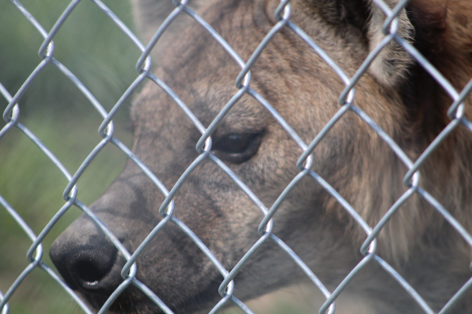 Spotted Hyena  Close Up