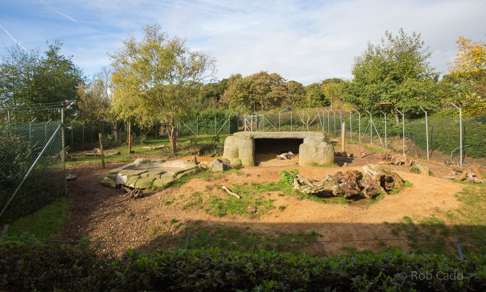 Spotted hyena : Colchester : 18 Oct 2014