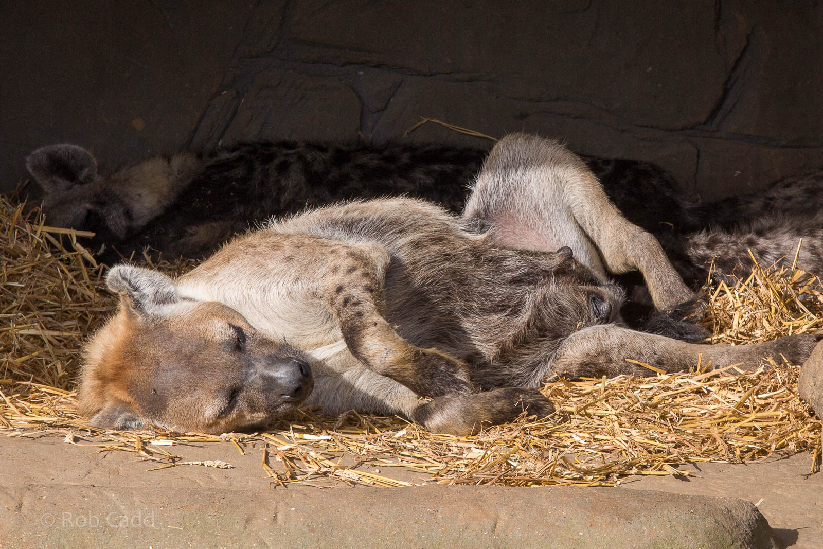 Spotted hyena : Colchester : 18 Oct 2014