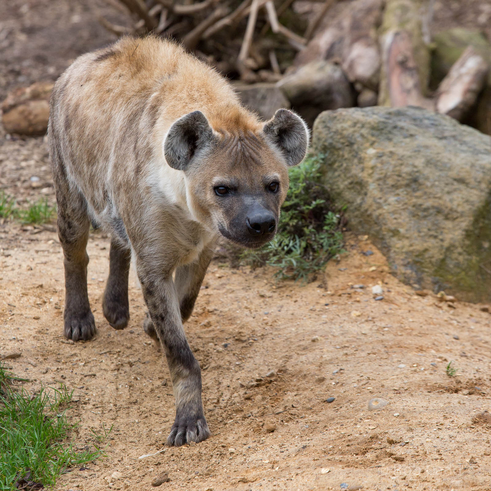Spotted hyena : Colchester : 18 Oct 2014
