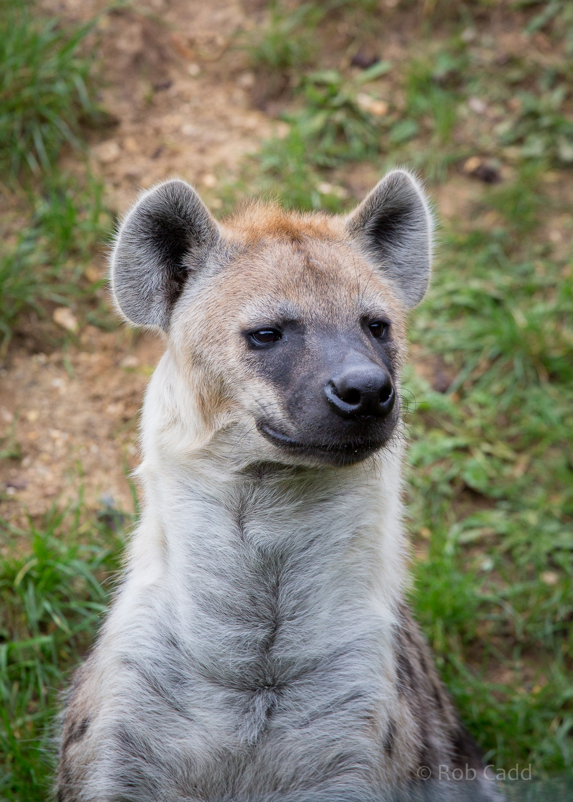 Spotted hyena : Colchester : 18 Oct 2014