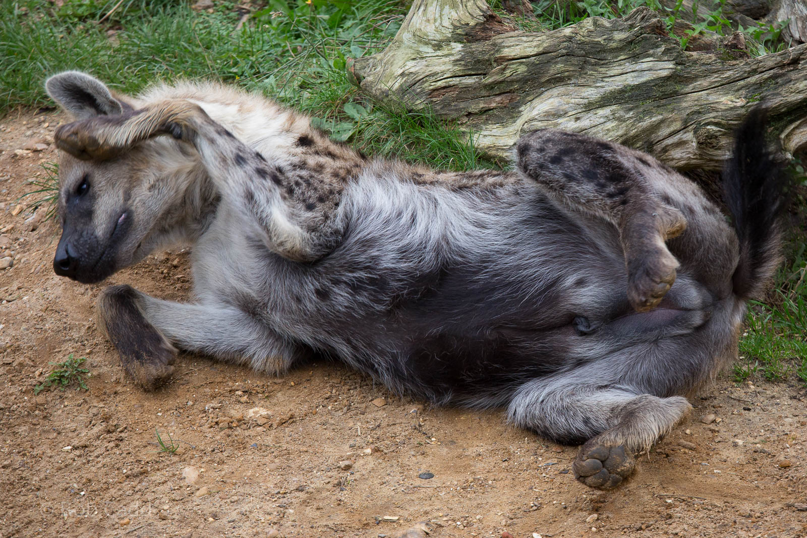 Spotted hyena : Colchester : 18 Oct 2014