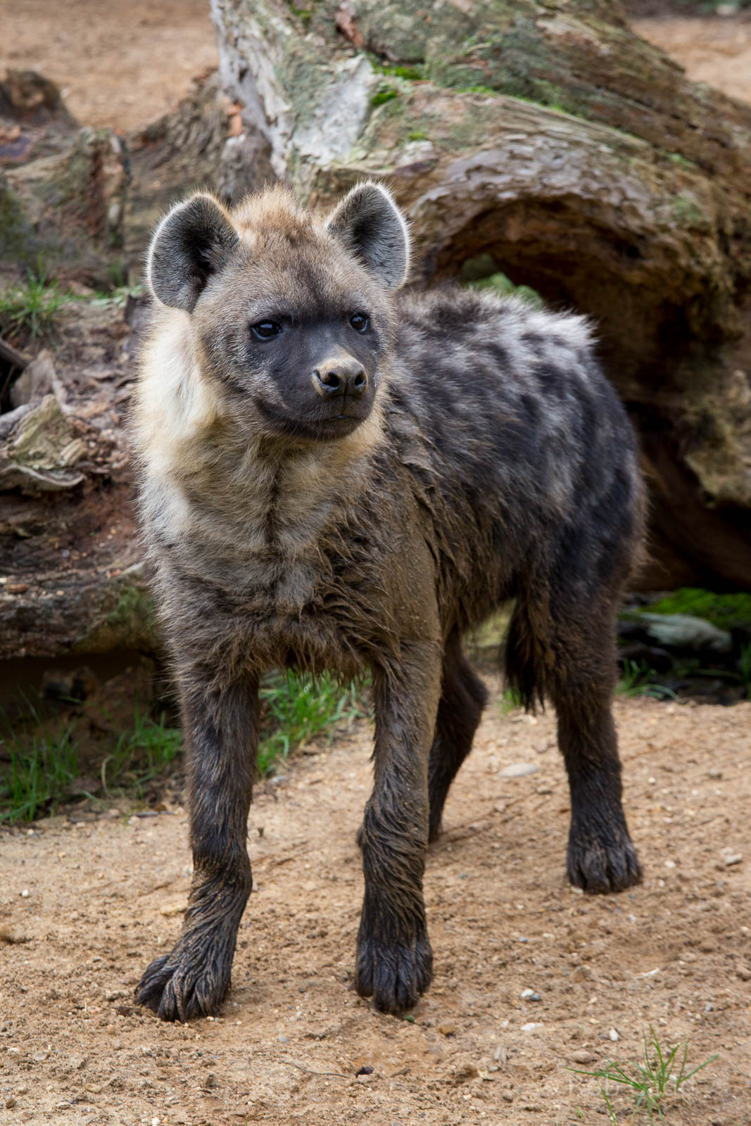 Spotted hyena : Colchester : 18 Oct 2014