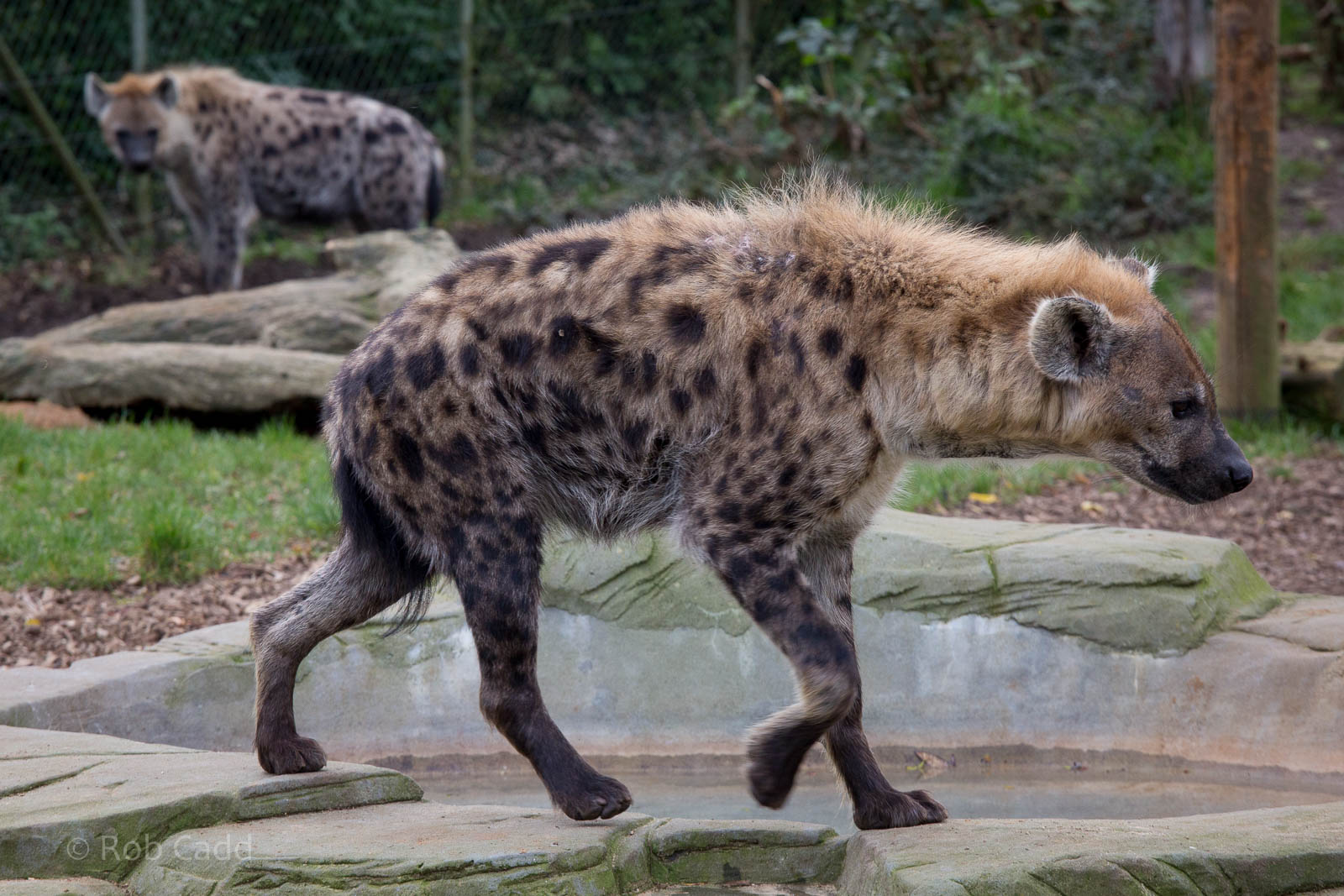 Spotted hyena : Colchester : 18 Oct 2014