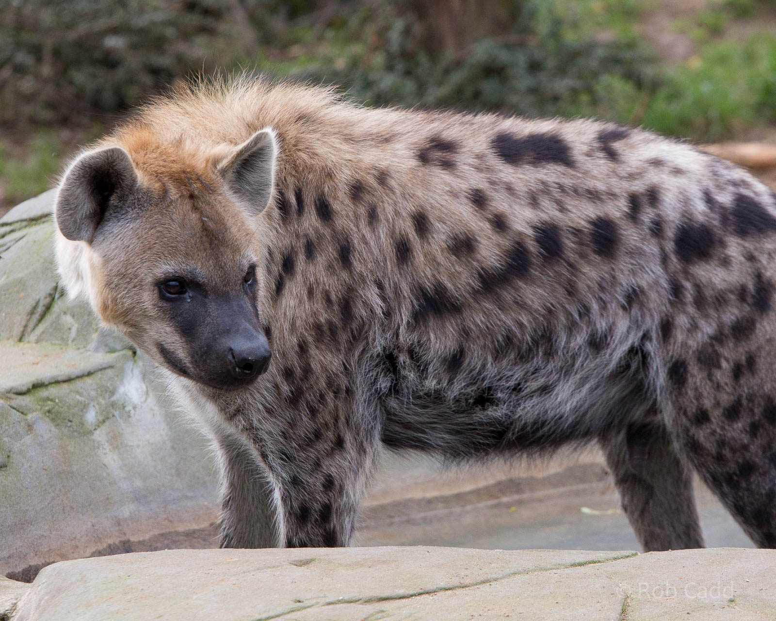 Spotted hyena : Colchester : 18 Oct 2014